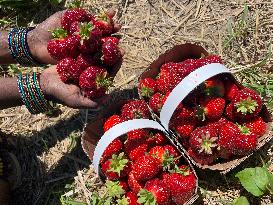 Strawberry Season In Canada