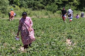 Strawberry Season In Canada