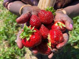 Strawberry Season In Canada