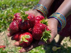 Strawberry Season In Canada