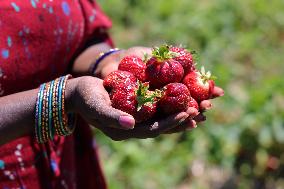 Strawberry Season In Canada