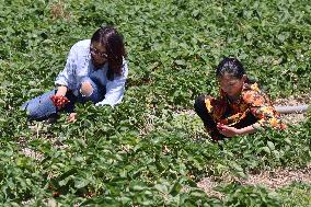 Strawberry Season In Canada