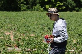 Strawberry Season In Canada