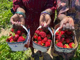 Strawberry Season In Canada