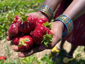 Strawberry Season In Canada