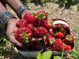 Strawberry Season In Canada