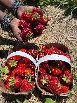 Strawberry Season In Canada