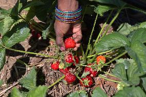 Strawberry Season In Canada