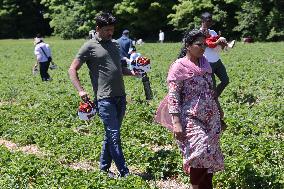 Strawberry Season In Canada