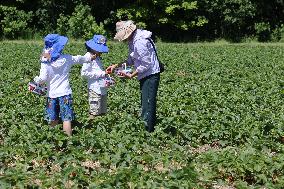 Strawberry Season In Canada