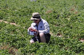 Strawberry Season In Canada