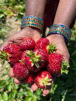 Strawberry Season In Canada