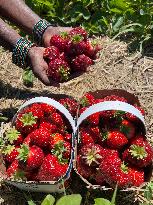 Strawberry Season In Canada