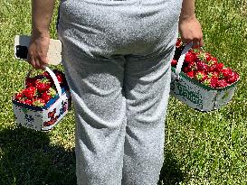 Strawberry Season In Canada