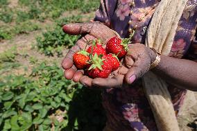 Strawberry Season In Canada