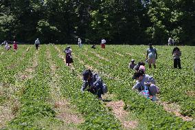 Strawberry Season In Canada