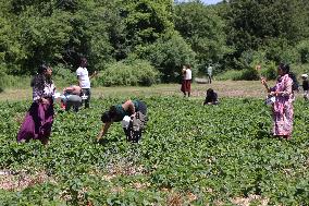 Strawberry Season In Canada