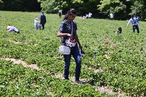 Strawberry Season In Canada