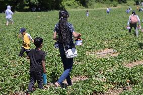 Strawberry Season In Canada