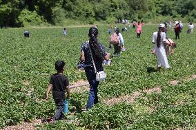 Strawberry Season In Canada