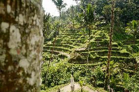 Tegalalang Rice Terrace In Bali, Indonesia