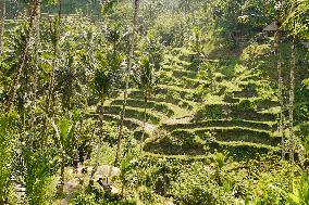 Tegalalang Rice Terrace In Bali, Indonesia