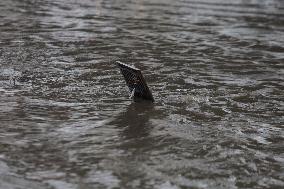 Flooding In Mexico City