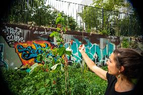 Paris Gets Greener For The Olympics