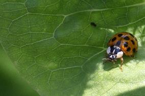 Asian Lady Beetle