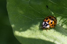 Asian Lady Beetle