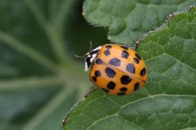 Asian Lady Beetle