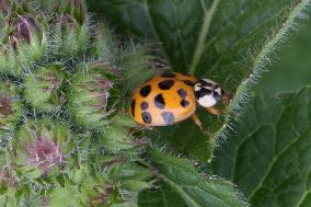 Asian Lady Beetle