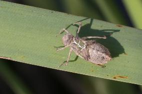 Dragonfly Larval Skin On A Reed