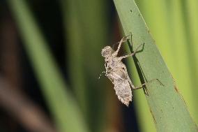 Dragonfly Larval Skin On A Reed