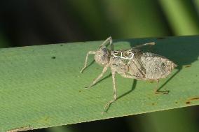 Dragonfly Larval Skin On A Reed