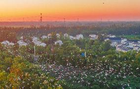 Egrets Gather in A Forest in Suqian