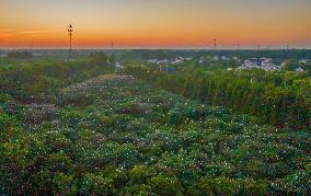 Egrets Gather in A Forest in Suqian