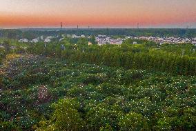 Egrets Gather in A Forest in Suqian