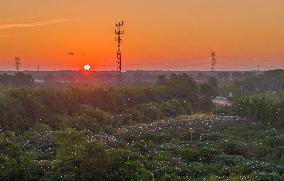 Egrets Gather in A Forest in Suqian