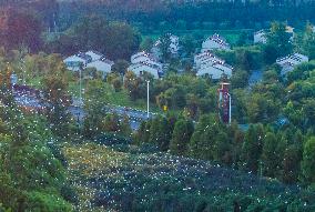 Egrets Gather in A Forest in Suqian