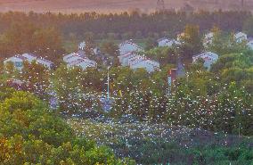 Egrets Gather in A Forest in Suqian