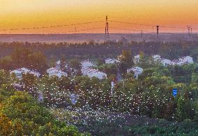 Egrets Gather in A Forest in Suqian