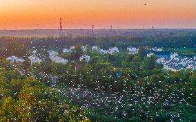 Egrets Gather in A Forest in Suqian