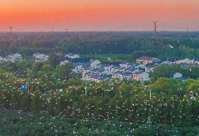 Egrets Gather in A Forest in Suqian