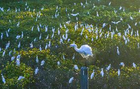 Egrets Gather in A Forest in Suqian