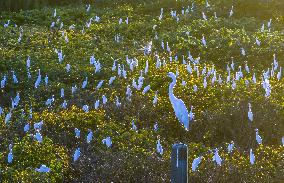 Egrets Gather in A Forest in Suqian