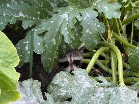 Raccoon In Toronto, Canada