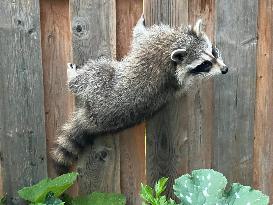 Raccoon In Toronto, Canada