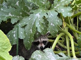 Raccoon In Toronto, Canada