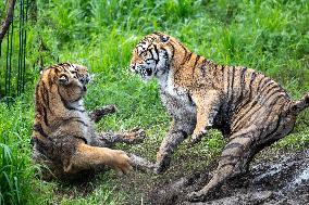 Xinhua Headlines: China mitigates human-tiger conflict as big cats make remarkable comeback